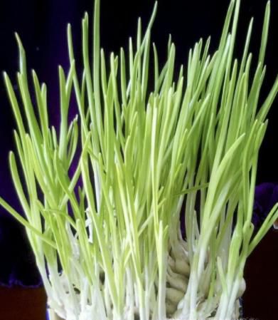 秋天适合种什么菜?十月阳台种什么菜好？