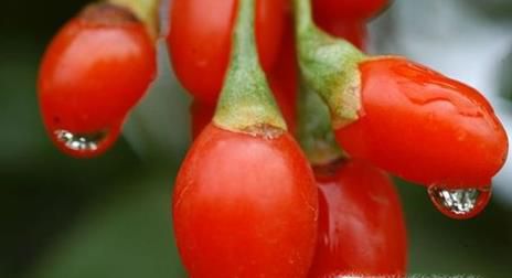 枸杞子的作用与功效