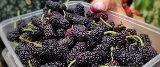 几种特别的野果，你吃过几种？