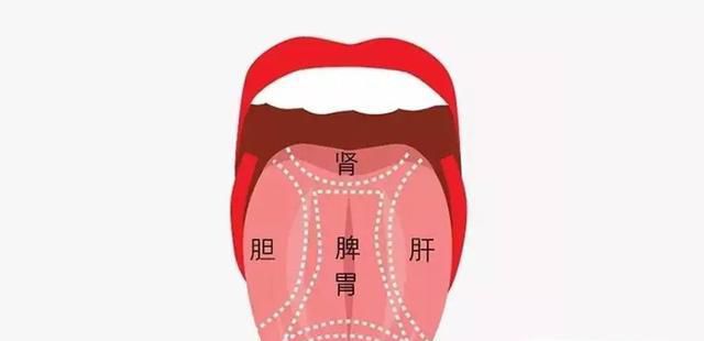 五脏在舌头上的分布