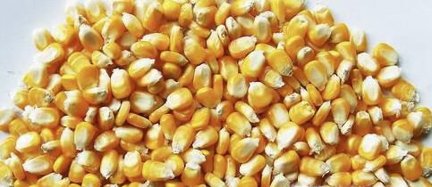 家里闹老鼠怎么办？家里有老鼠怎么消灭