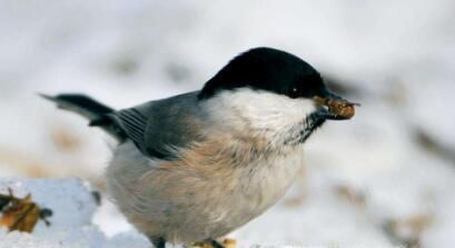 贝子鸟怎么分公母