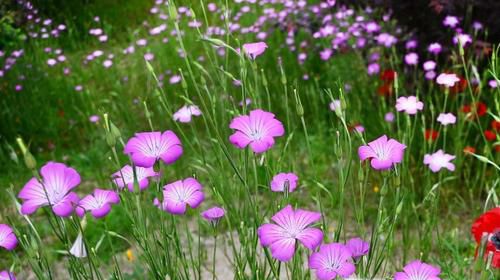 生活中的有毒植物，常见的39种有毒植物