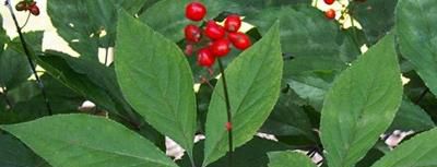 人参出现花叶怎么办