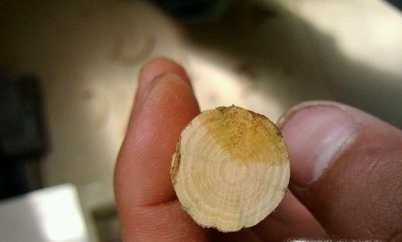 降龙木怎样防裂