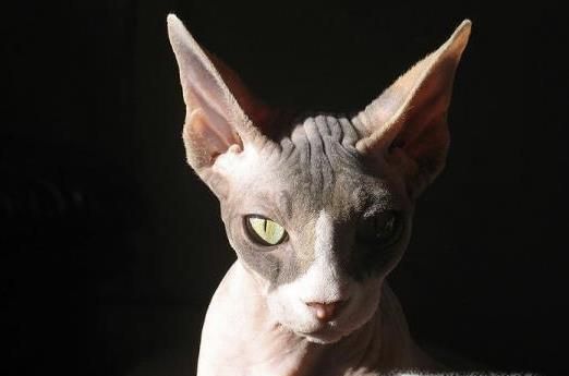 被猫抓伤后的正确处理方法