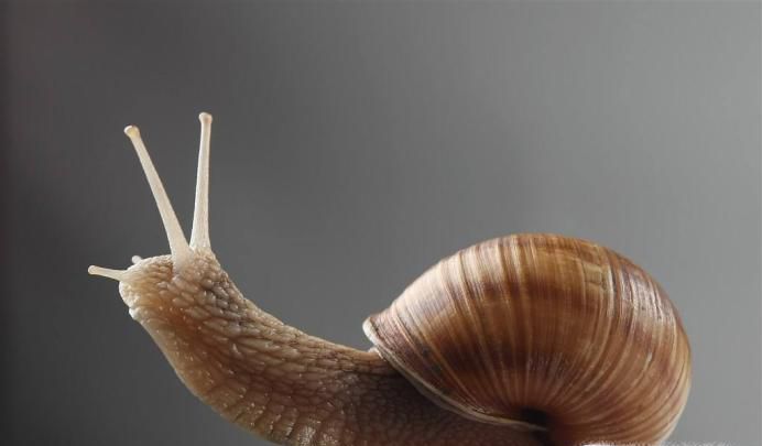 牙齿世界的奥秘,动物界牙齿之最