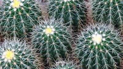 卧室放什么植物对身体好?睡房适合养什么植物?