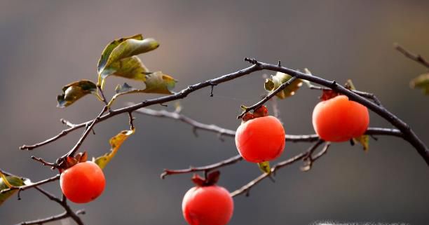生柿子的催熟方法