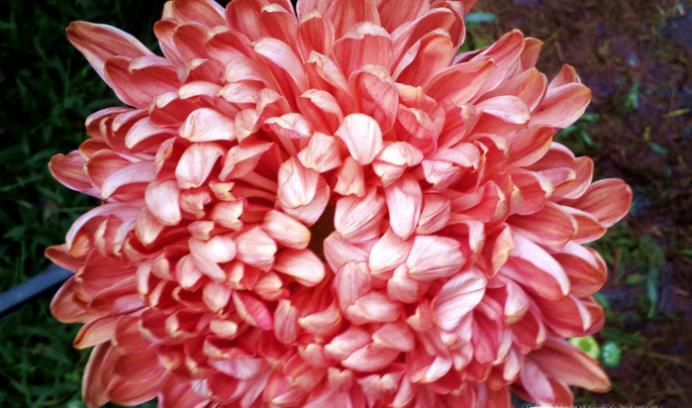 教你认识菊花的种类