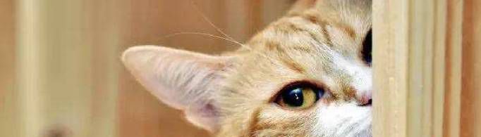 为什么猫喜欢看人上厕所?