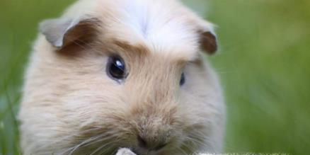 荷兰猪怀孕怎么办？