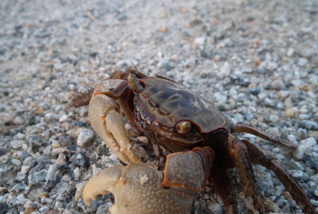 螃蟹夹手怎么办