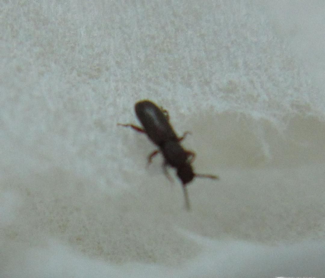 怎么消灭家里的小虫子？