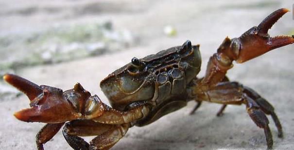 螃蟹哪个部位不能吃?