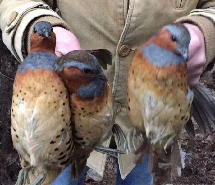 抓竹鸡怎么布堂