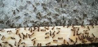 房间里有蚂蚁怎么办?卧室里有蚂蚁