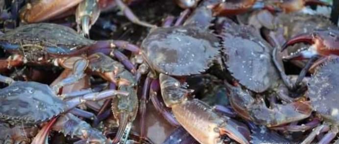 如何清洗螃蟹