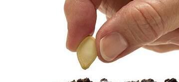 绿苏种子的种植方法