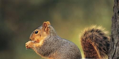 需要冬眠的是哪些动物？