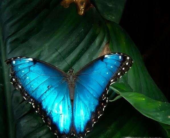 蝴蝶效应是什么意思