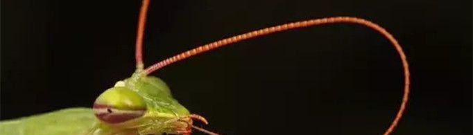 为什么昆虫没有鼻子却嗅觉灵敏？