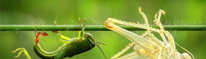 为什么昆虫会蜕皮?