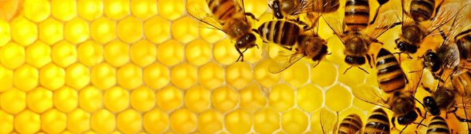 蜂窝为什么都是六角形的?