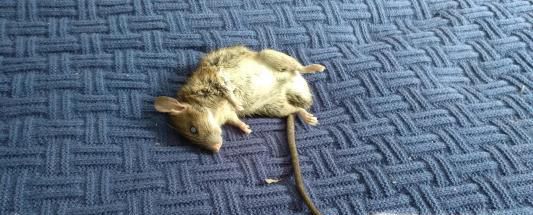 梦见老鼠详解大全