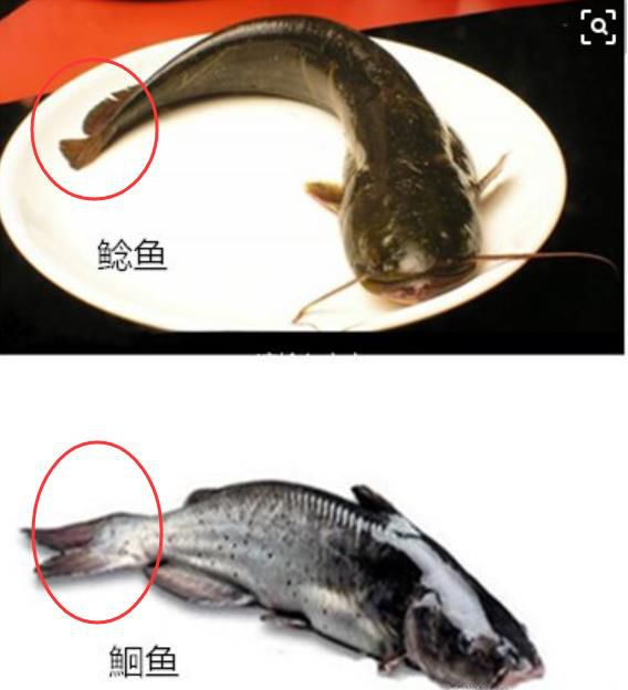 如何区别鮰鱼与鲶鱼