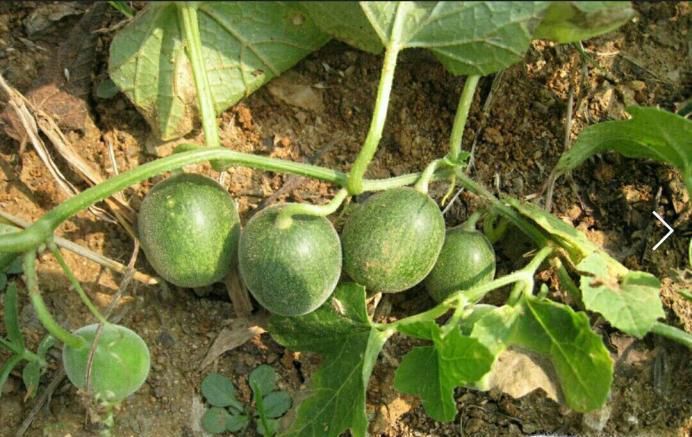 马泡瓜的功效与作用是什么