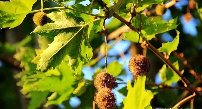 常见树木的名称和图片