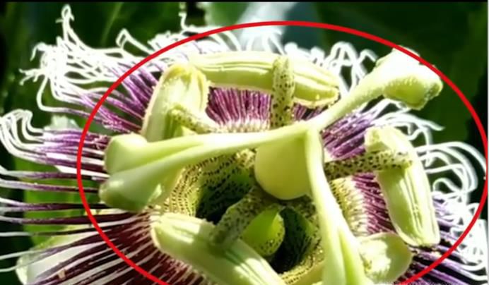 百香果开花怎么授粉？