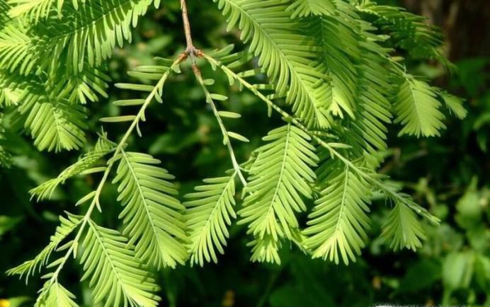 盘点中国十大珍稀植物