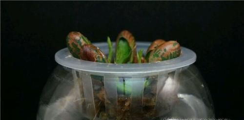 菠萝蜜种子盆栽怎么种