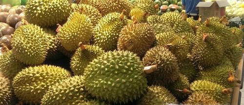 怎么挑选肉多的榴莲