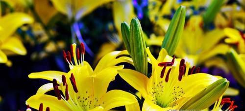 百合花的象征意义?