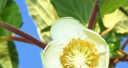 猕猴桃花雌雄怎么区别，猕猴桃怎么分公母