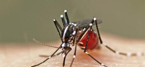 如何简单有效的防蚊子