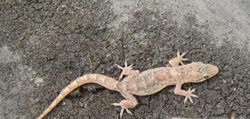 家里有壁虎怎么处理