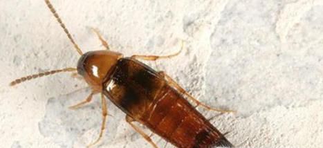 被隐翅虫咬了怎么办