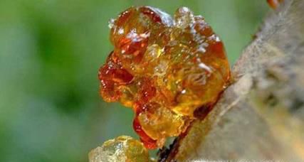 桃胶的好处 功效与作用有哪些？