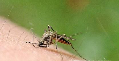 身上起好多小红点不痛不痒的是怎么回事