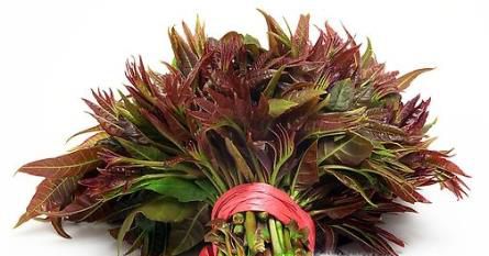 怎么分辨香椿头和臭椿头的区别