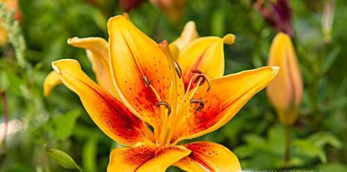 百合花的花语大全