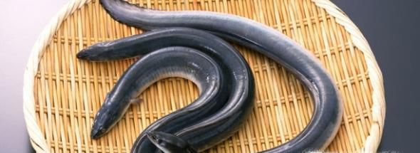 鳝鱼怎么杀 杀鳝鱼的方法