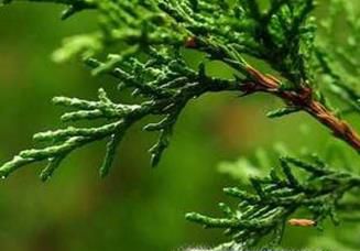 侧柏叶的功效与作用