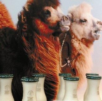 骆驼奶和牛奶的对比