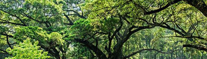 为什么榕树能独木成林?