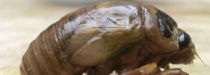 捉蝉猴 爬蝉的方法